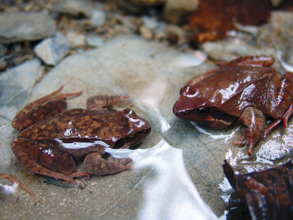 brown frogs