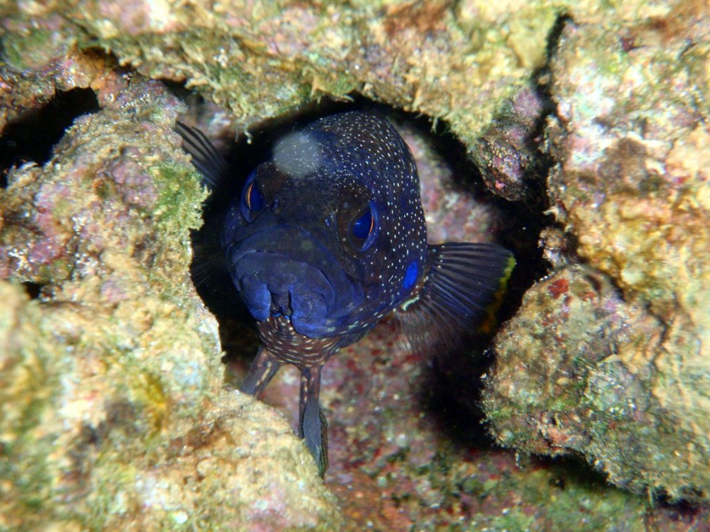 saipan diving