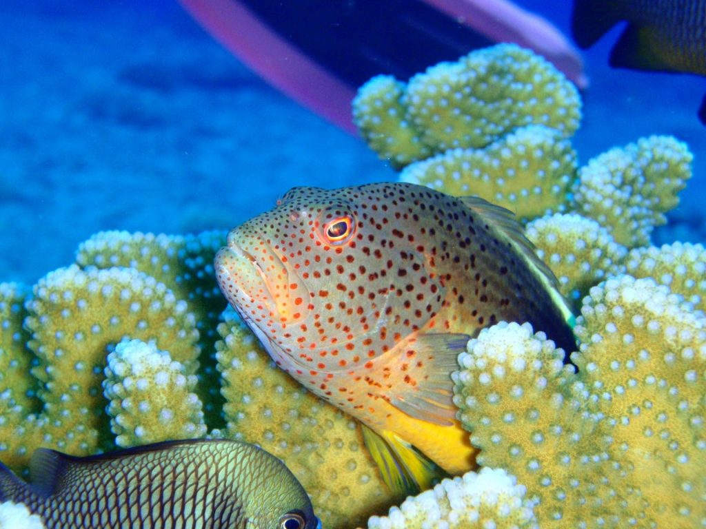 saipan diving