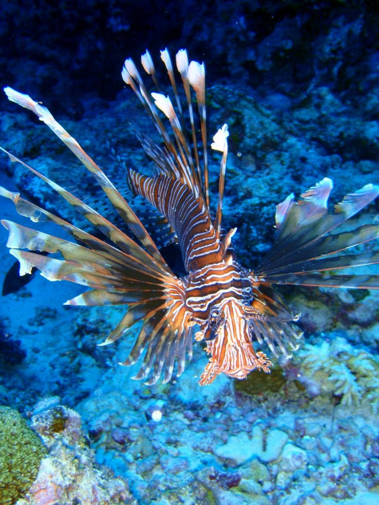 saipan diving