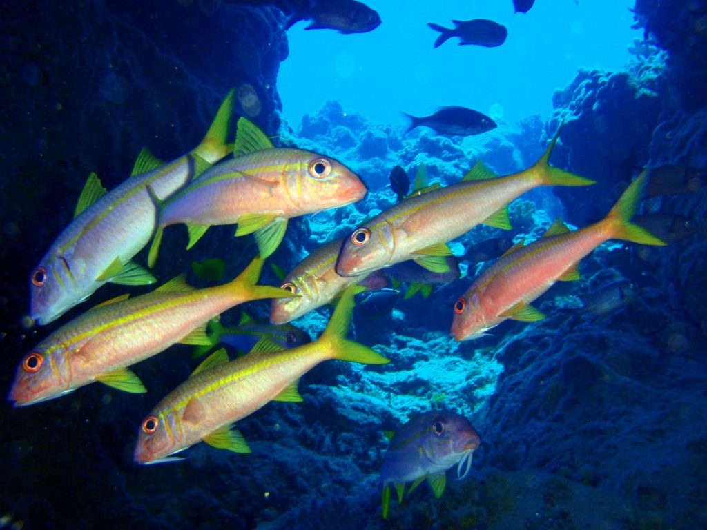 saipan diving