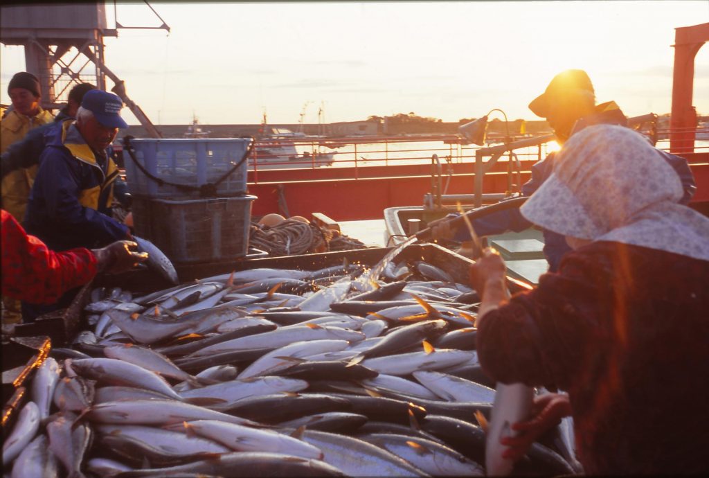 The Japanese Fisherman: An Endangered Species - 日本の漁師＝絶滅