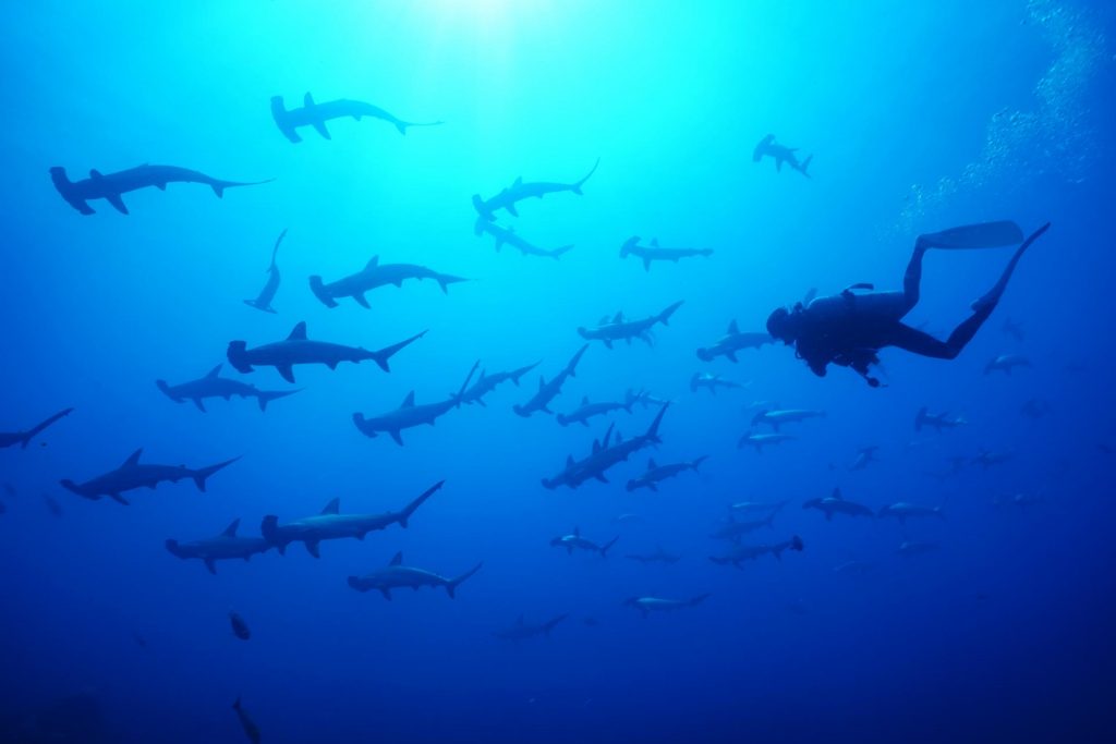 mikomoto hammerhead diving izu shizuoka