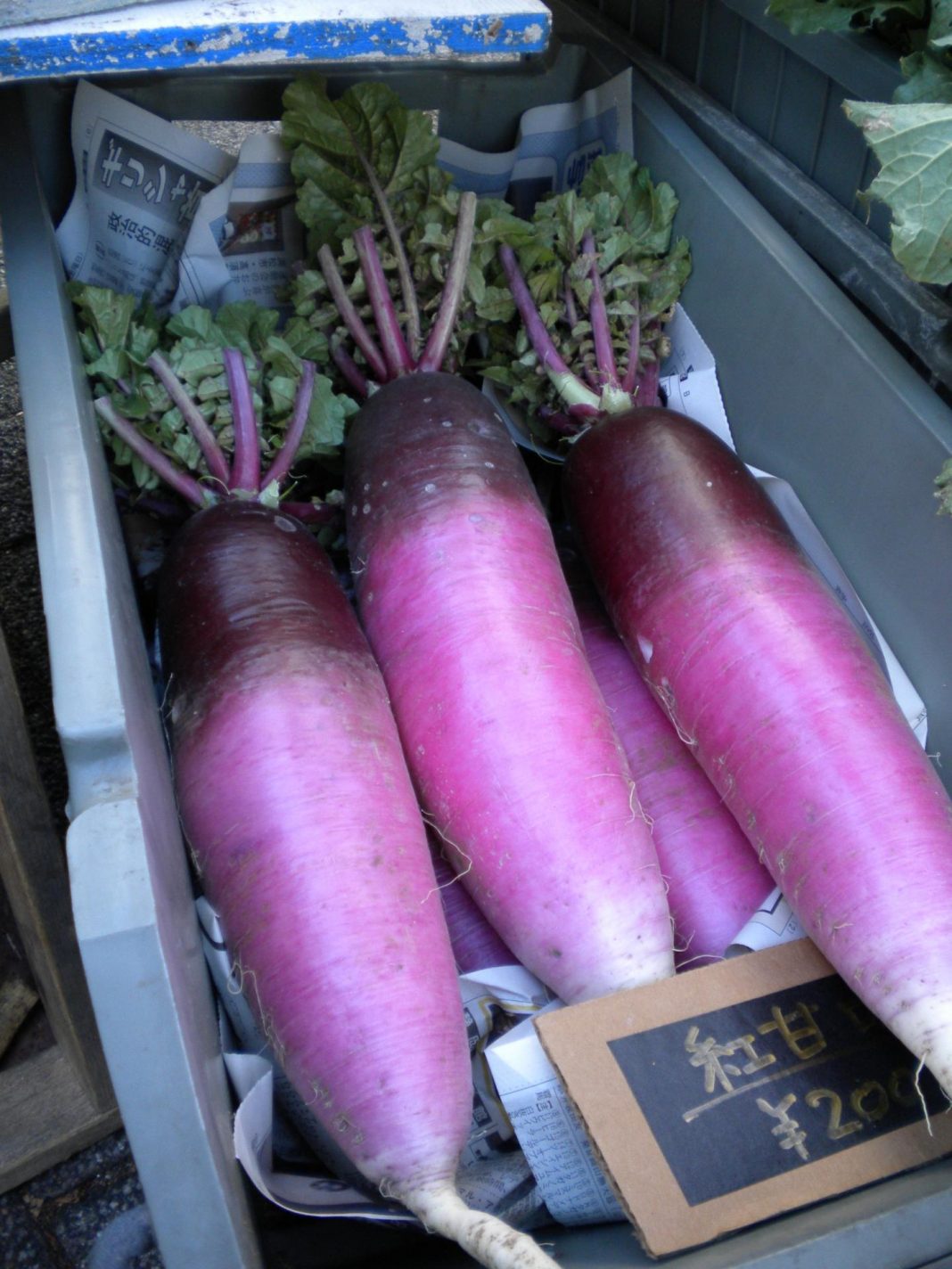 Japanese Winter Veggies Outdoor Japan