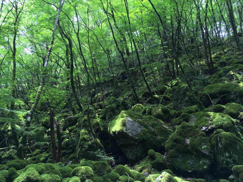 Moss Forest at Mt. Yamainudake in Kamikatsu