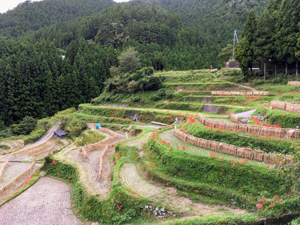 Kashihara Rice Terraces Kamikatsu
