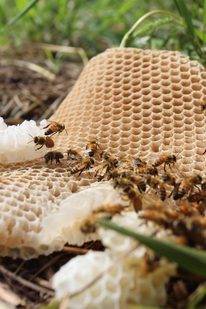 Outdoor Japan Kodo Bee Farm