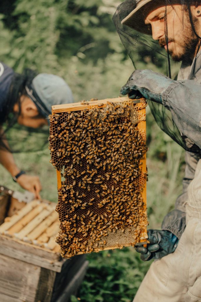 Outdoor Japan Kodo Bee Farm