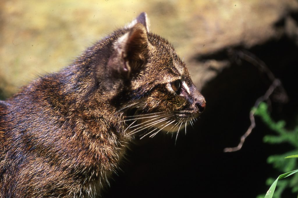 Iriomote Yamaneko Outdoor Japan