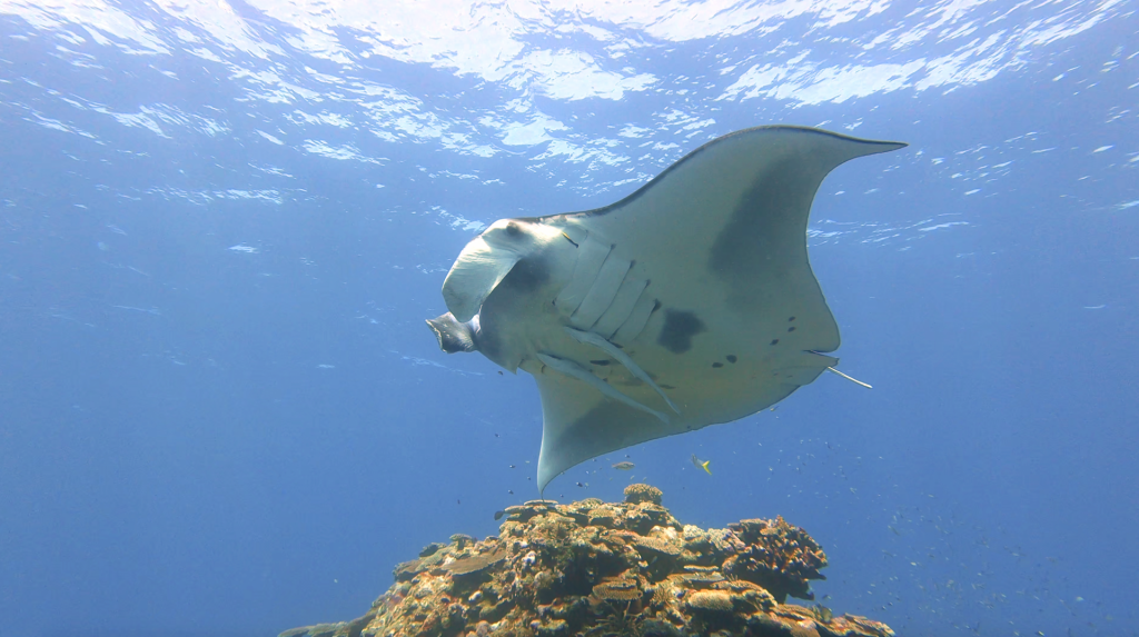 Manta Iriomote Outdoor Japan