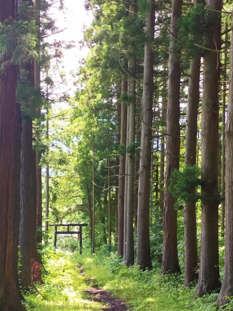 Madarao Mountain Biking Autumn Nagano