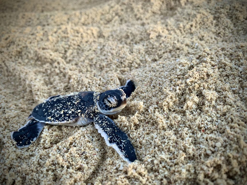 Churamura Okinawa Sea Turtle Marine Conservation