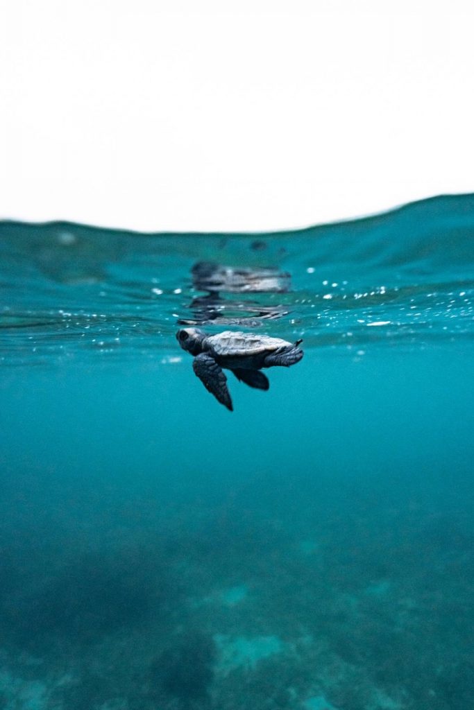 Churamura Okinawa Sea Turtle Marine Conservation