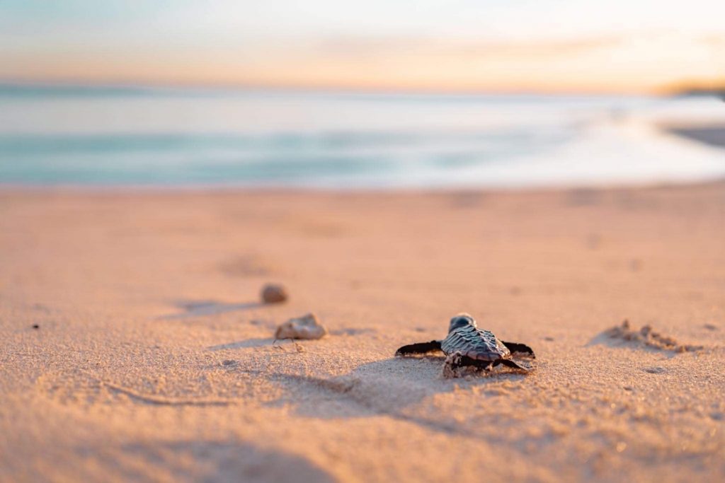 Churamura Okinawa Sea Turtle Marine Conservation