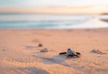 Churamura Okinawa Sea Turtle Marine Conservation