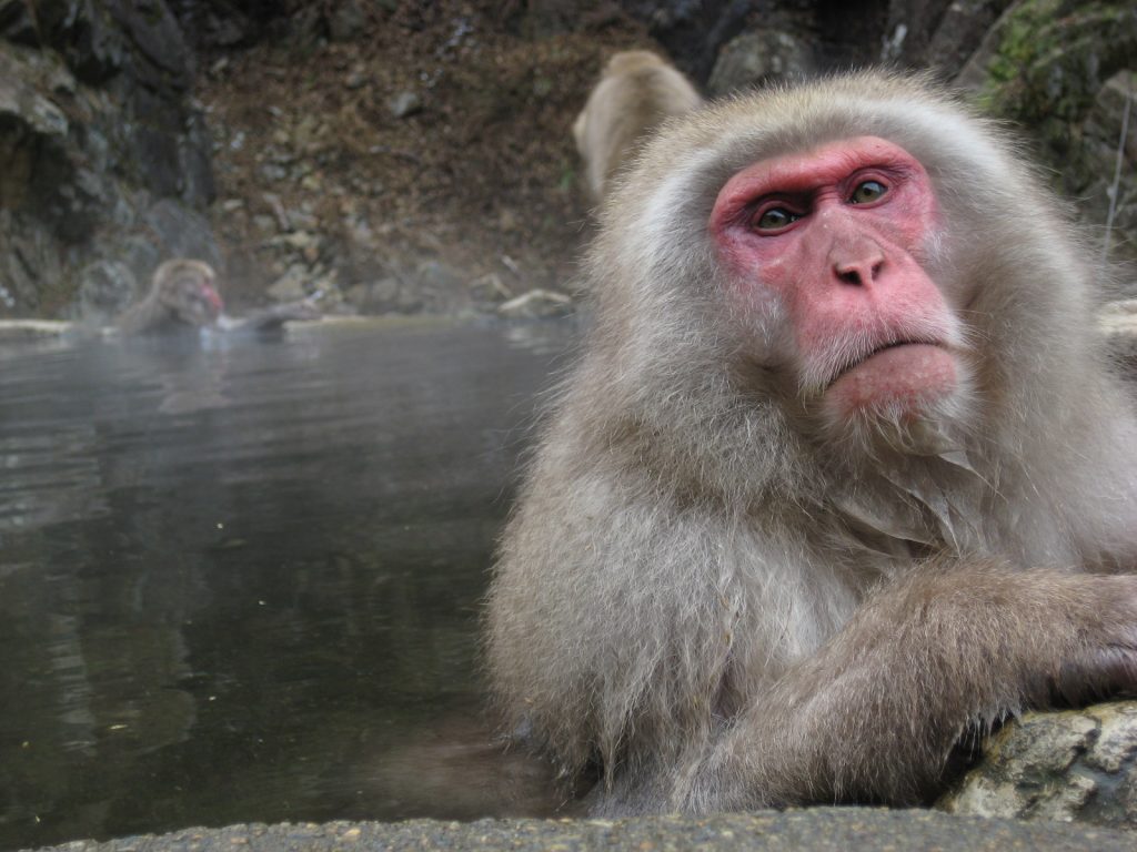 Jigokudani Monkey Park