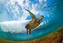clark little the art of waves