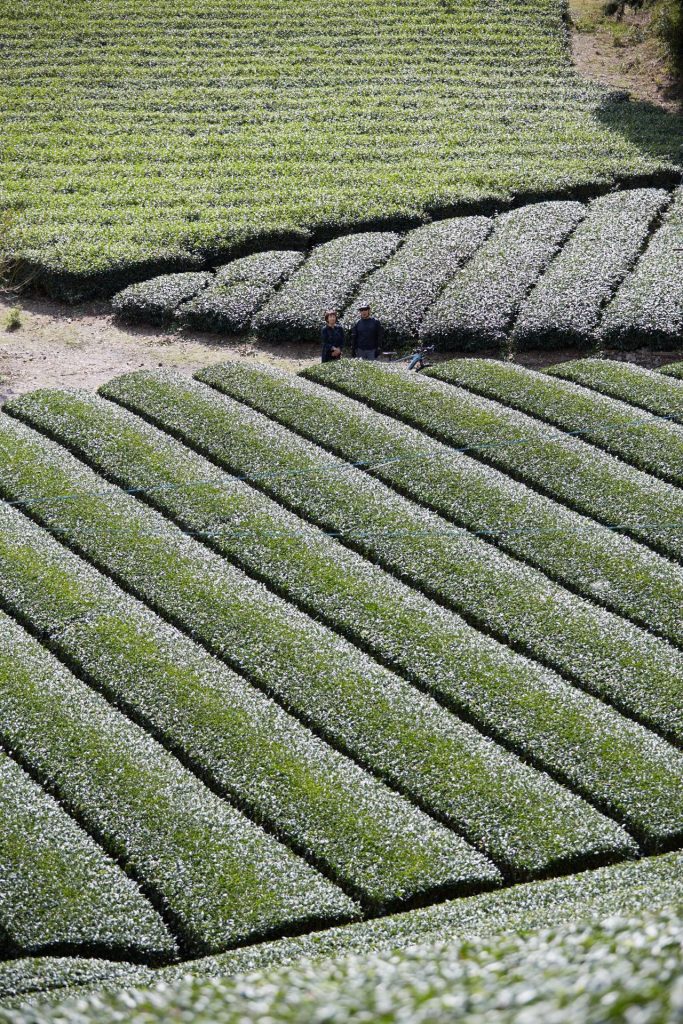 Suruga Tea Country E-Bike Shizuoka