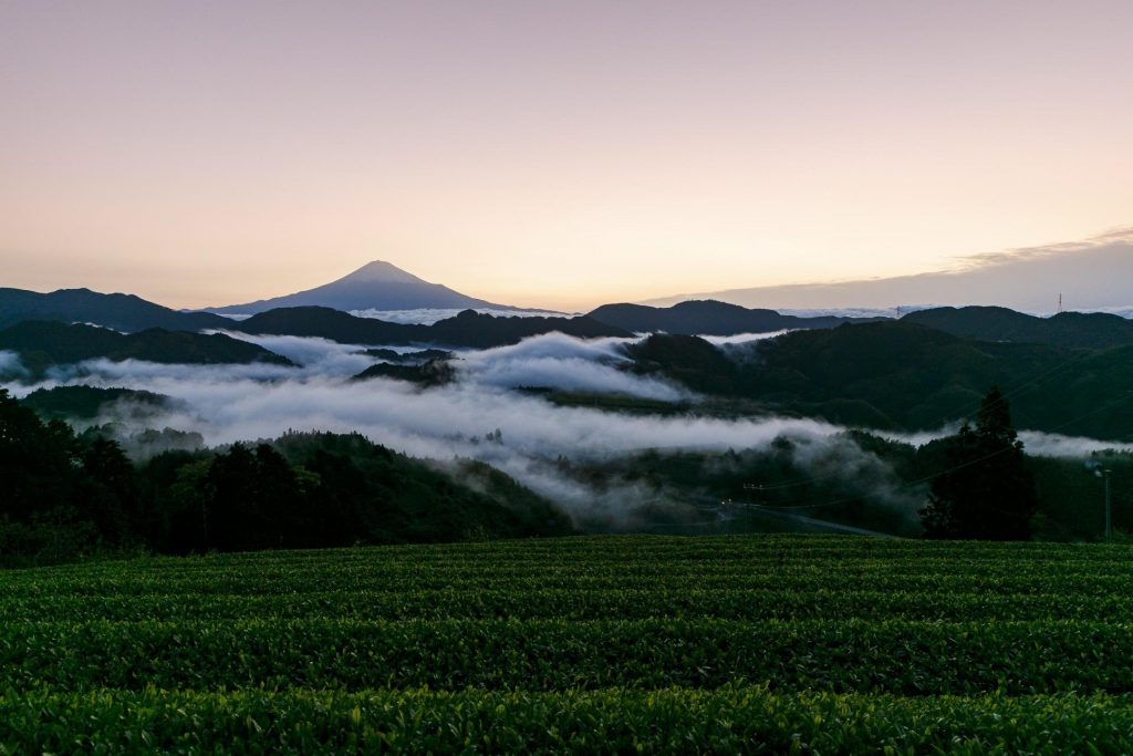 View of Mt Fuji from Green Tea Field in Suruga