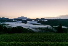 Suruga Tea Country E-Bike Shizuoka