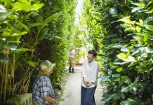 Okinawa’s Blue Zone —A Lifestyle for Longevity