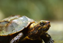 Ryukyu’s Mountain Turtles – Interview with Okinawa Turtle Centre’s Aya Narukiyo