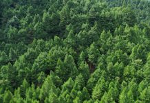 Protecting the Sacred Trees of Koya-san